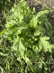 Artemisia vulgaris