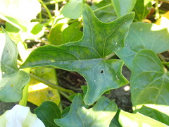 Ipomoea alba image