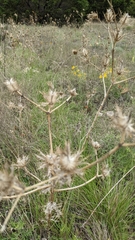 Eryngium leavenworthii