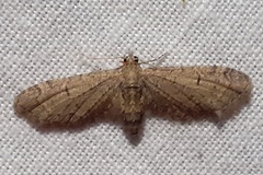 Eupithecia ultimaria