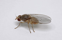 Pseudolyciella