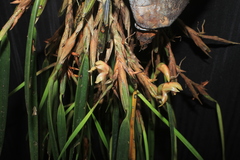 Maxillaria maria-luisae