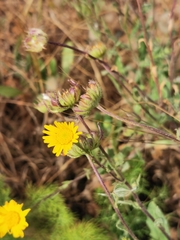 Calendula suffruticosa