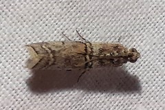 Merulempista turturella