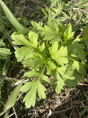 Artemisia vulgaris