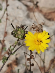 Calendula suffruticosa