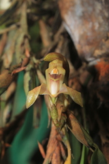 Maxillaria maria-luisae