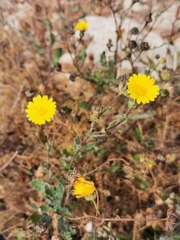 Calendula suffruticosa