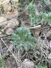 Artemisia absinthium