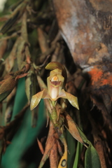 Maxillaria maria-luisae
