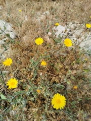 Calendula suffruticosa