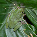 Okinawa Green Tree Frog - Photo (c) Patrick Randall, some rights reserved (CC BY-NC), uploaded by Patrick Randall