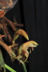 Maxillaria maria-luisae