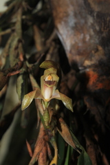 Maxillaria maria-luisae