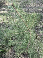 Pinus sylvestris