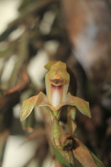 Maxillaria maria-luisae