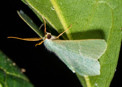 Thalassodes immissaria