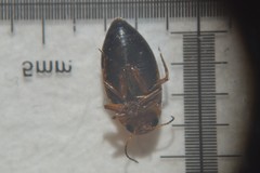 Hydroporus palustris
