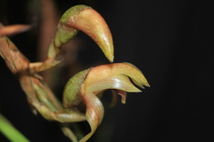 Maxillaria maria-luisae