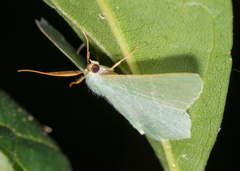 Thalassodes immissaria