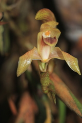 Maxillaria maria-luisae