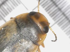 Hydroporus palustris