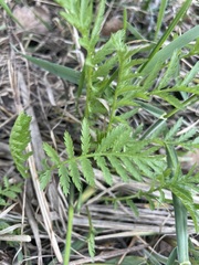 Tanacetum vulgare
