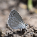 Mariposa Azul Mexicana - Photo no hay derechos reservados, subido por Robb Hannawacker