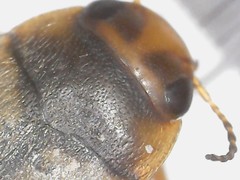 Hydroporus palustris