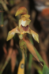 Maxillaria maria-luisae
