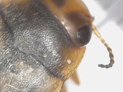 Hydroporus palustris