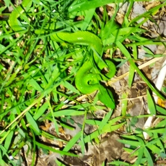 Trimeresurus insularis