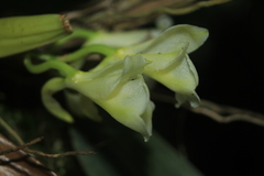 Rodriguezia granadensis