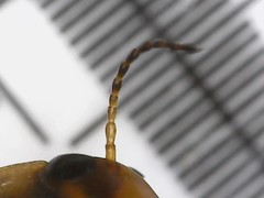 Hydroporus palustris