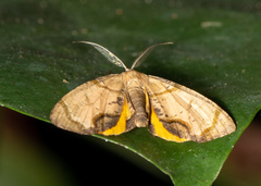Achrosis incitata