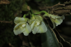 Rodriguezia granadensis