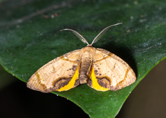 Achrosis incitata