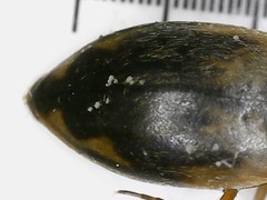 Hydroporus palustris