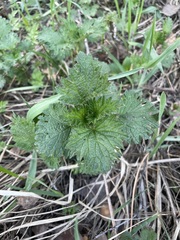 Urtica dioica