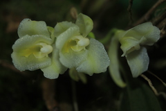 Rodriguezia granadensis