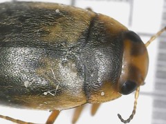 Hydroporus palustris