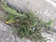 Symphyotrichum subulatum