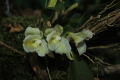 Rodriguezia granadensis