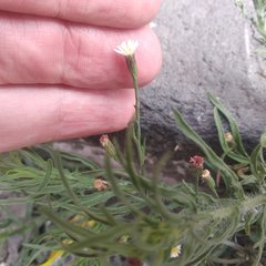 Symphyotrichum subulatum