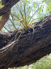 Tillandsia variabilis