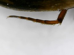 Hydroporus palustris