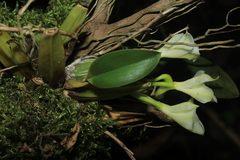 Rodriguezia granadensis