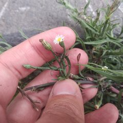 Symphyotrichum subulatum