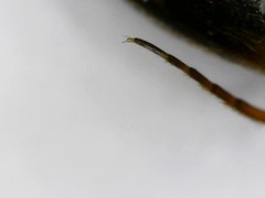 Hydroporus palustris