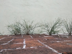 Erigeron karvinskianus